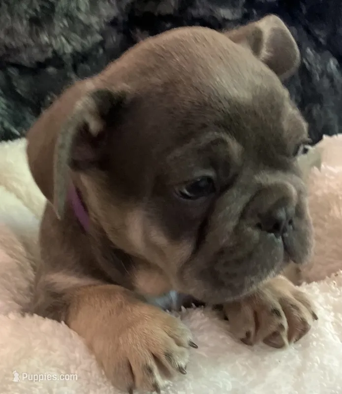 Purple Collar – French Bulldog puppy for sale in Mexico, MO