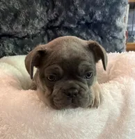 Purple Collar, a male French Bulldog for sale in Mexico, MO – 4 of 5