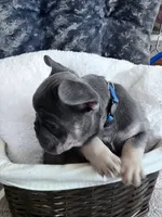 Royal Blue Collar, a male French Bulldog for sale in Mexico, MO – 2 of 5