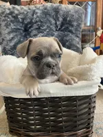 Pink collar, a female French Bulldog for sale in Mexico, MO – 4 of 6