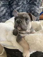 Yellow Collar, a male French Bulldog for sale in Mexico, MO – 6 of 7