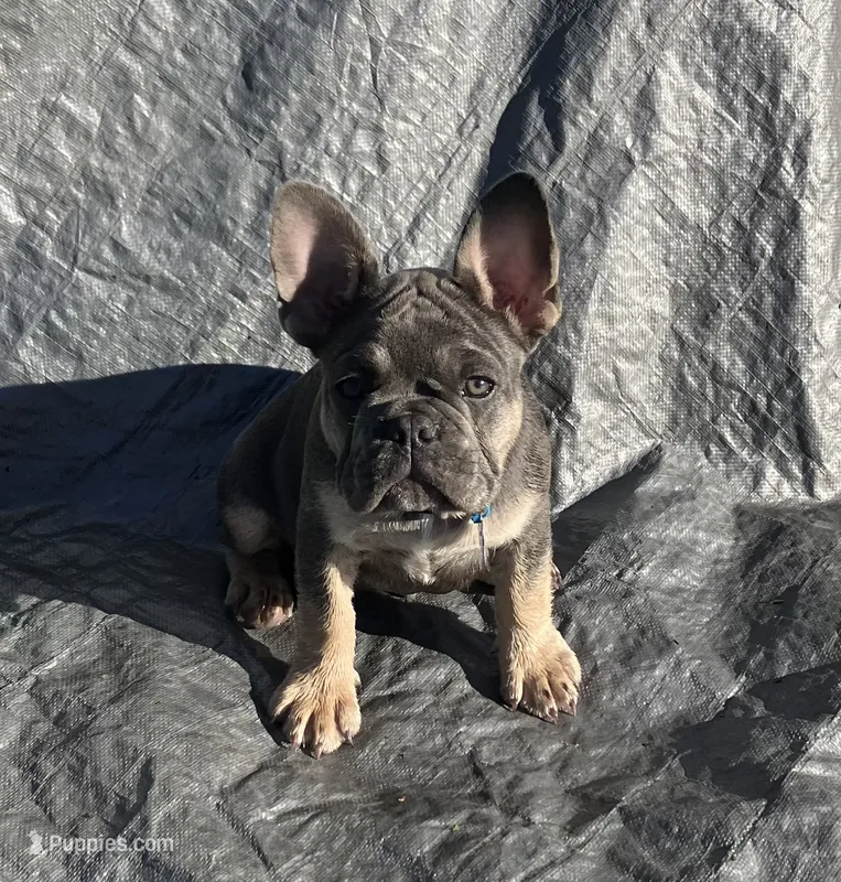 Royal Blue Collar – French Bulldog puppy for sale in Mexico, MO
