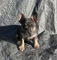 Royal Blue Collar, a male French Bulldog for sale in Mexico, MO – 1 of 4