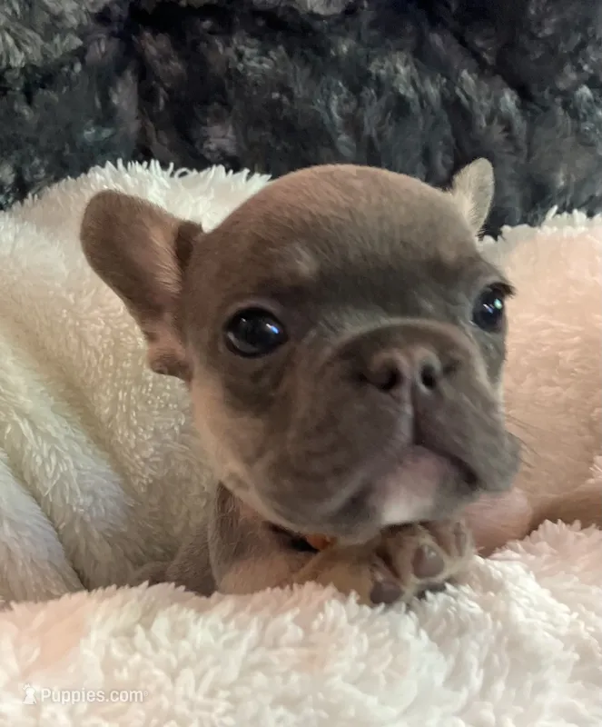 Orange Collar – French Bulldog puppy for sale in Mexico, MO