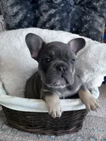 Royal Blue Collar, a male French Bulldog for sale in Mexico, MO – 4 of 5