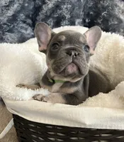 Lime Green Collar, a male French Bulldog for sale in Mexico, MO – 2 of 5