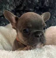 Orange Collar, a male French Bulldog for sale in Mexico, MO – 5 of 6