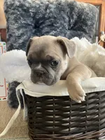Pink collar, a female French Bulldog for sale in Mexico, MO – 3 of 6