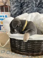 Yellow Collar, a male French Bulldog for sale in Mexico, MO – 7 of 7