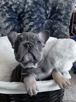 Royal Blue Collar, a male French Bulldog for sale in Mexico, MO – 5 of 5