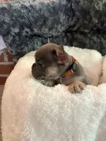 Orange Collar, a male French Bulldog for sale in Mexico, MO – 5 of 6