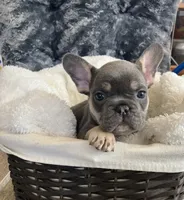 Lime Green Collar, a male French Bulldog for sale in Mexico, MO – 3 of 5