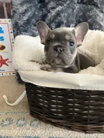 Lime Green Collar, a male French Bulldog for sale in Mexico, MO – 5 of 5