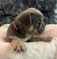 Purple Collar, a male French Bulldog for sale in Mexico, MO – 5 of 5
