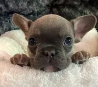 Orange Collar, a male French Bulldog for sale in Mexico, MO – 3 of 6