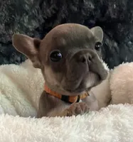 Orange Collar, a male French Bulldog for sale in Mexico, MO – 4 of 6