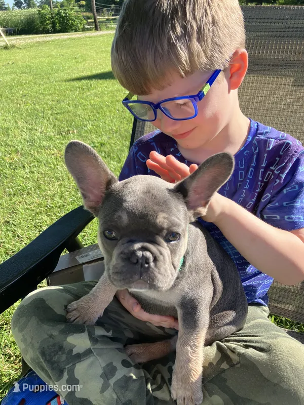 Turquoise Blue Collar – French Bulldog puppy for sale in Mexico, MO