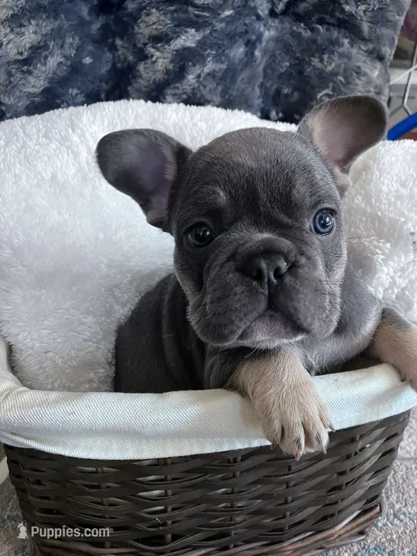 Royal Blue Collar – French Bulldog puppy for sale in Mexico, MO