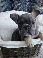 Royal Blue Collar, a male French Bulldog for sale in Mexico, MO – 1 of 5
