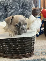 Pink collar, a female French Bulldog for sale in Mexico, MO – 5 of 6