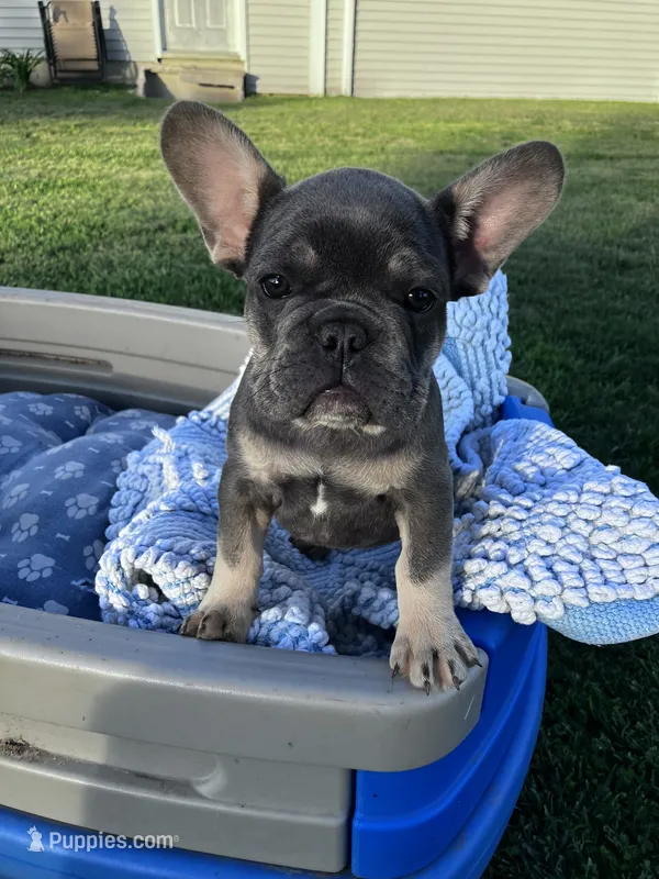 Purple Collar – French Bulldog puppy for sale in Mexico, MO