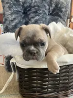 Pink collar, a female French Bulldog for sale in Mexico, MO – 2 of 6