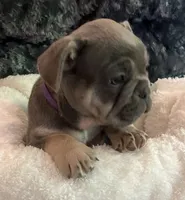 Purple Collar, a male French Bulldog for sale in Mexico, MO – 3 of 5