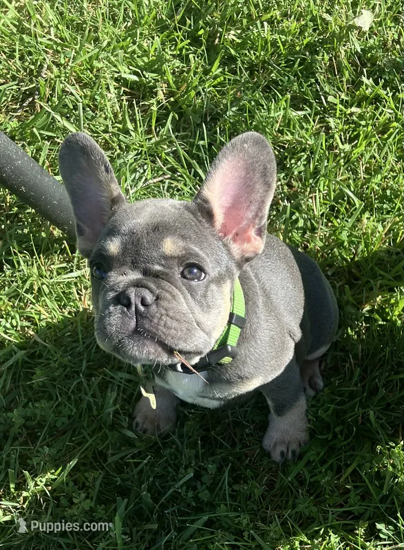 Lime Green Collar – French Bulldog puppy for sale in Mexico, MO