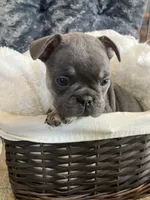 Yellow Collar, a male French Bulldog for sale in Mexico, MO – 5 of 7