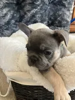 Yellow Collar, a male French Bulldog for sale in Mexico, MO – 4 of 7