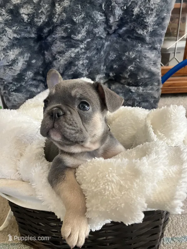 Yellow Collar – French Bulldog puppy for sale in Mexico, MO