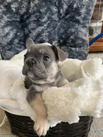 Yellow Collar, a male French Bulldog for sale in Mexico, MO – 1 of 7