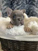 Lime Green Collar, a male French Bulldog for sale in Mexico, MO – 4 of 5