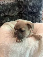 Orange Collar, a male French Bulldog for sale in Mexico, MO – 6 of 6