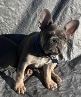 Royal Blue Collar, a male French Bulldog for sale in Mexico, MO – 2 of 4