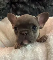 Orange Collar, a male French Bulldog for sale in Mexico, MO – 2 of 6