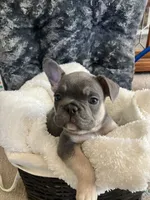 Yellow Collar, a male French Bulldog for sale in Mexico, MO – 3 of 7