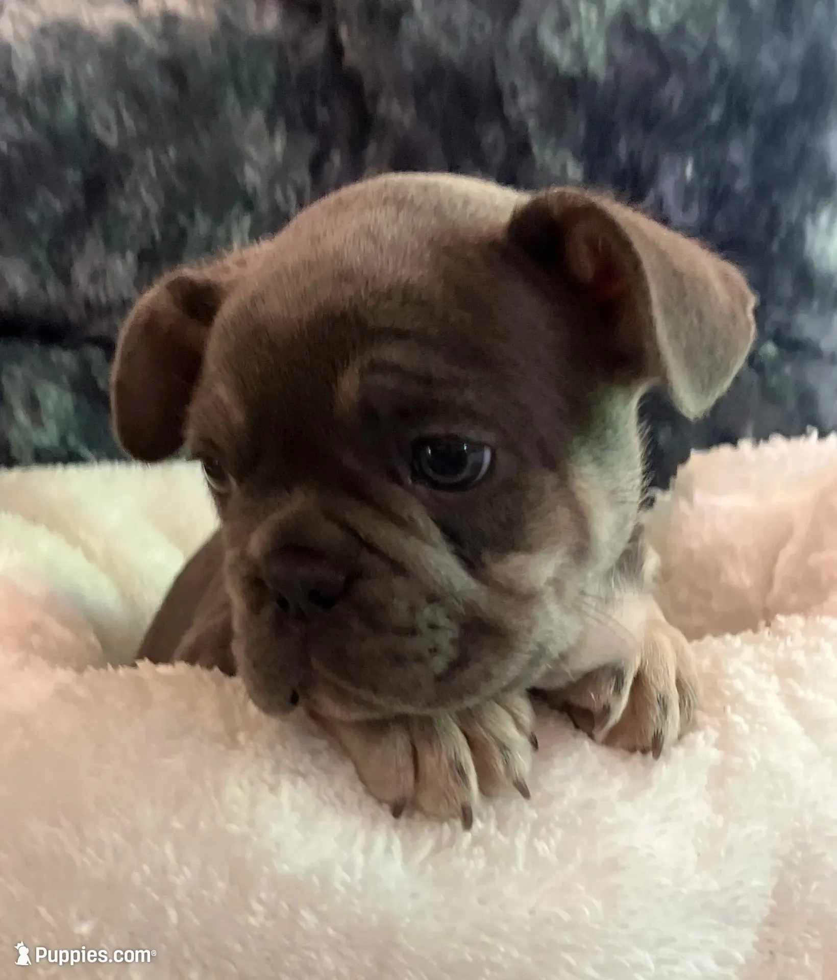 Purple Collar, a male French Bulldog for sale in Mexico, MO – 2 of 5