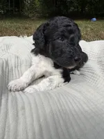 Zeta, a female Poodle - Multi-Colored Standard and Poodle - Standard  for sale in Troy, NH – 10 of 10