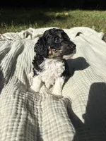 Anchovy, a female Poodle - Multi-Colored Standard and Poodle - Standard  for sale in Troy, NH – 6 of 10
