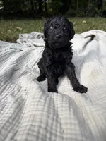 Sardine, a female Poodle - Multi-Colored Standard and Poodle - Standard  for sale in Troy, NH – 6 of 10