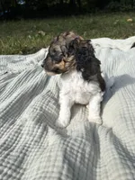 Perch, a female Poodle - Multi-Colored Standard and Poodle - Standard  for sale in Troy, NH – 6 of 10