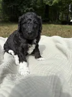 Beta, a female Poodle - Multi-Colored Standard and Poodle - Standard  for sale in Troy, NH – 8 of 10