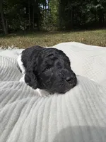 Zeta, a female Poodle - Multi-Colored Standard and Poodle - Standard  for sale in Troy, NH – 2 of 10
