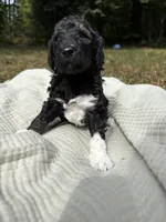 Charlie , a female Poodle - Multi-Colored Standard and Poodle - Standard  for sale in Troy, NH – 6 of 10