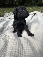 Sardine, a female Poodle - Multi-Colored Standard and Poodle - Standard  for sale in Troy, NH – 2 of 10