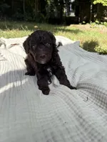 Sturgeon , a male Poodle - Multi-Colored Standard and Poodle - Standard  for sale in Troy, NH – 9 of 10