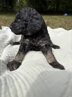 Delta, a female Poodle - Multi-Colored Standard and Poodle - Standard  for sale in Troy, NH – 2 of 10
