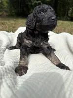 Delta, a female Poodle - Multi-Colored Standard and Poodle - Standard  for sale in Troy, NH – 8 of 10