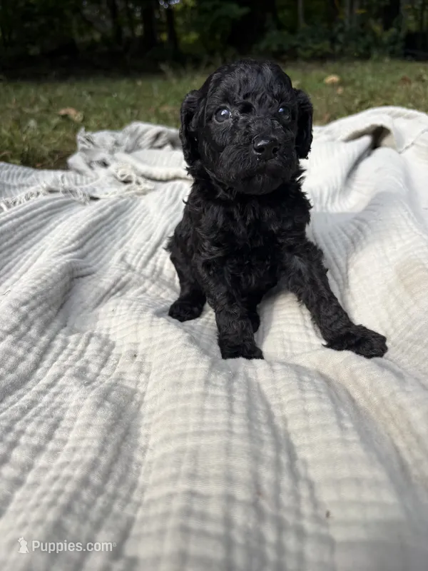 Sardine – Poodle - Multi-Colored Standard, Poodle - Standard  puppy for sale in Troy, NH